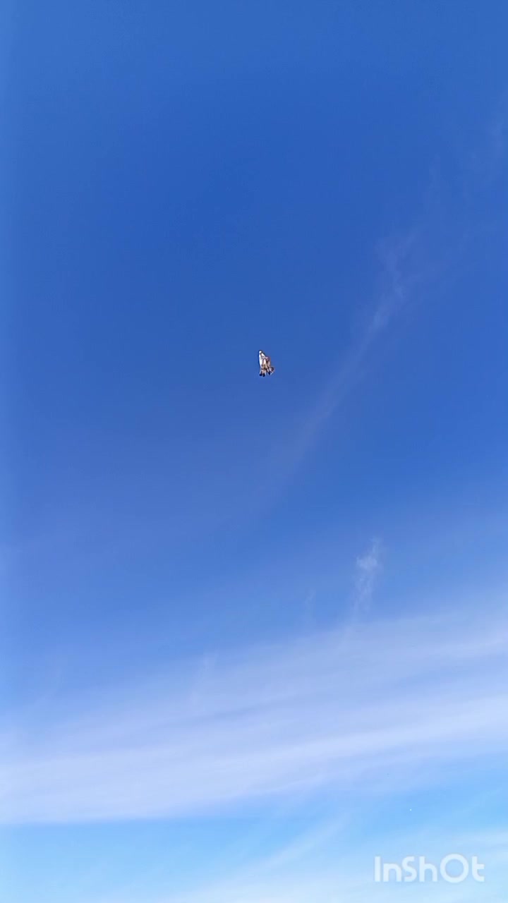 کفتر|پرنده|سیرجان, |دیوار