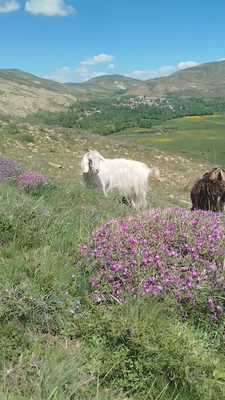 کهر|حیوانات مزرعه|خلخال, |دیوار