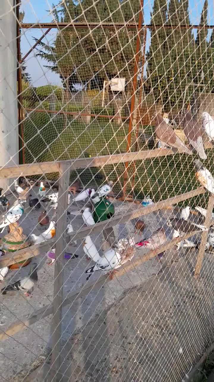 کبوتر پروازی خارجی و ایرانی|پرنده|نشتارود, |دیوار