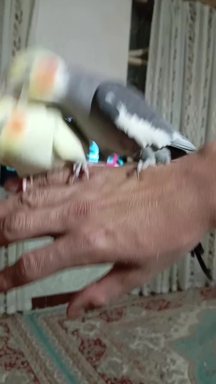 عروس هلندی مولد|پرنده|نورآباد, |دیوار