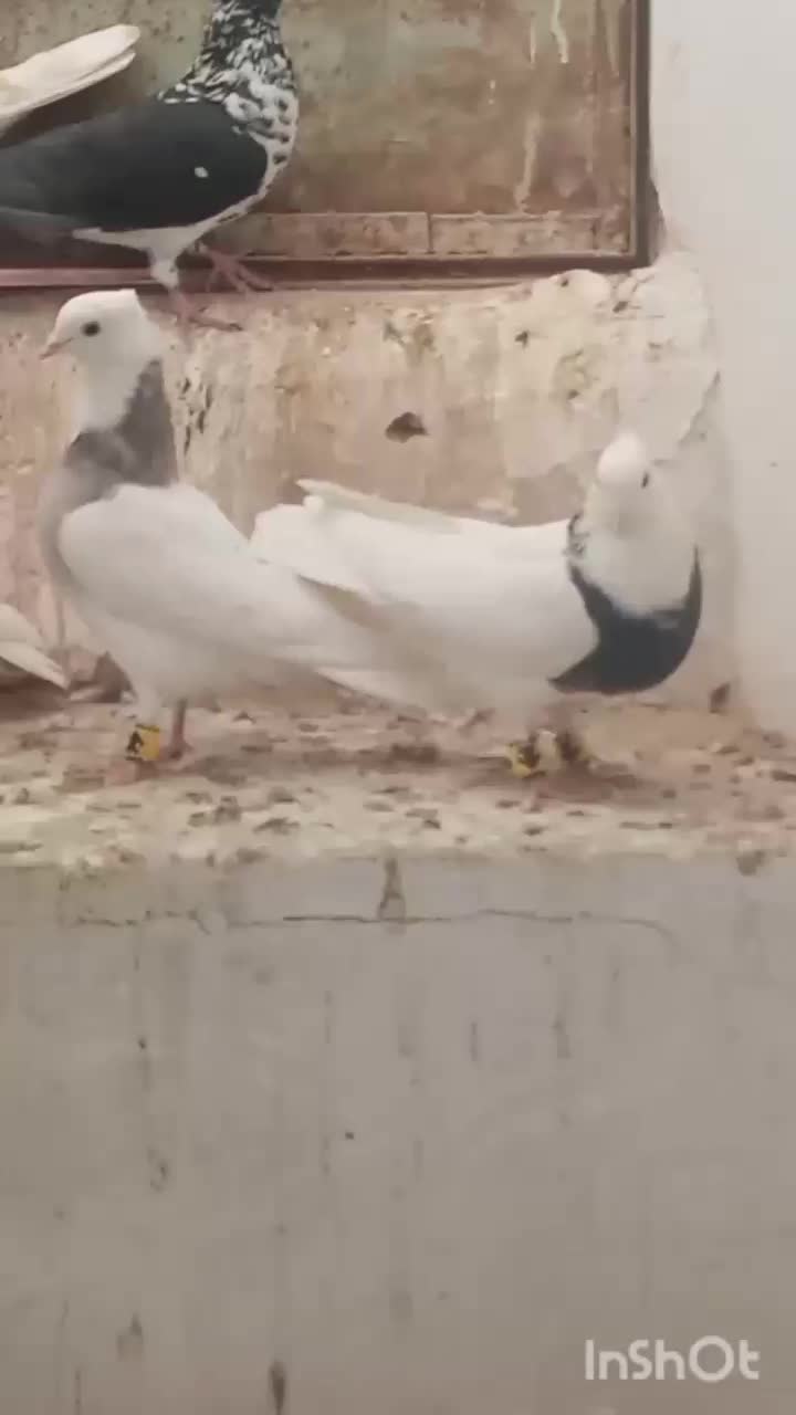 کفتر سینه سفید و کله|پرنده|بیرجند, |دیوار