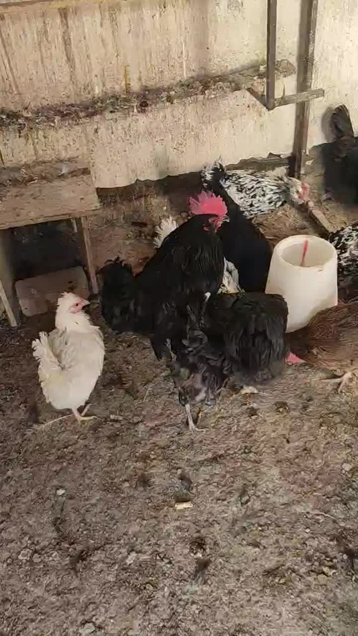 مرغ و خروس|حیوانات مزرعه|ساوه, |دیوار