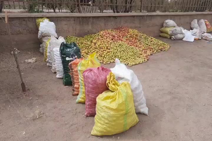 سیب زیر درختی|خدمات باغبانی و درختکاری|زنجان, |دیوار