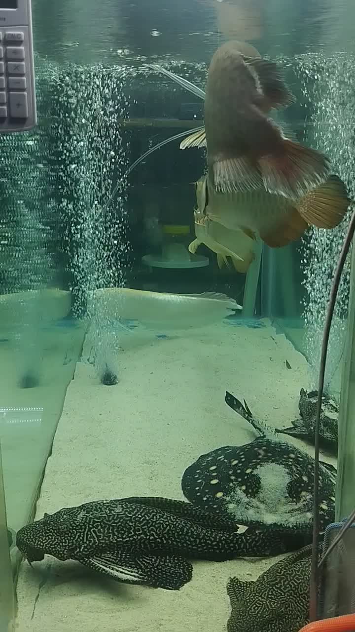 آروانا،سفره ماهی آکواریوم گلدفیش|ماهی|ملایر, |دیوار