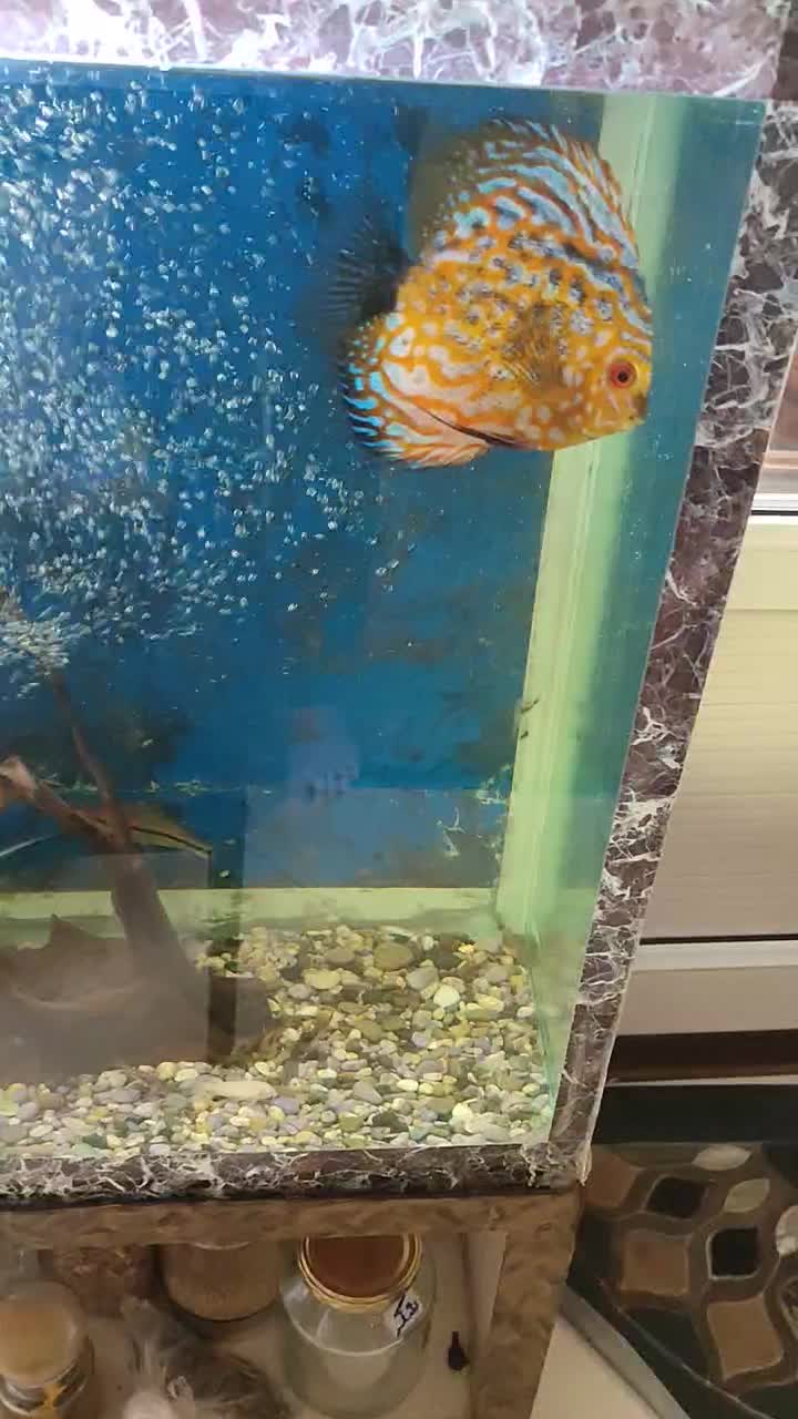 چهار عدد ماهی دیسکس بسیار زیبا و سرحال|ماهی|کرج, فاز ۴ مهرشهر|دیوار