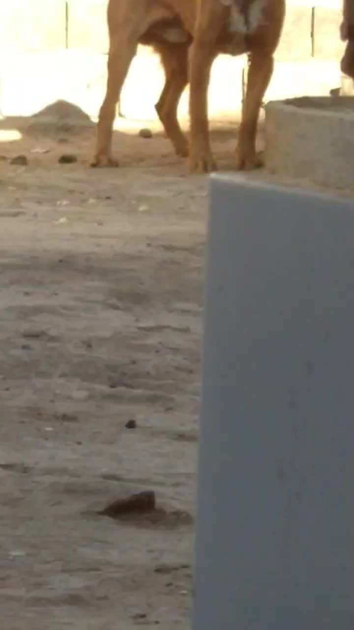 سگ پیت بول|سگ|زرندیه, |دیوار