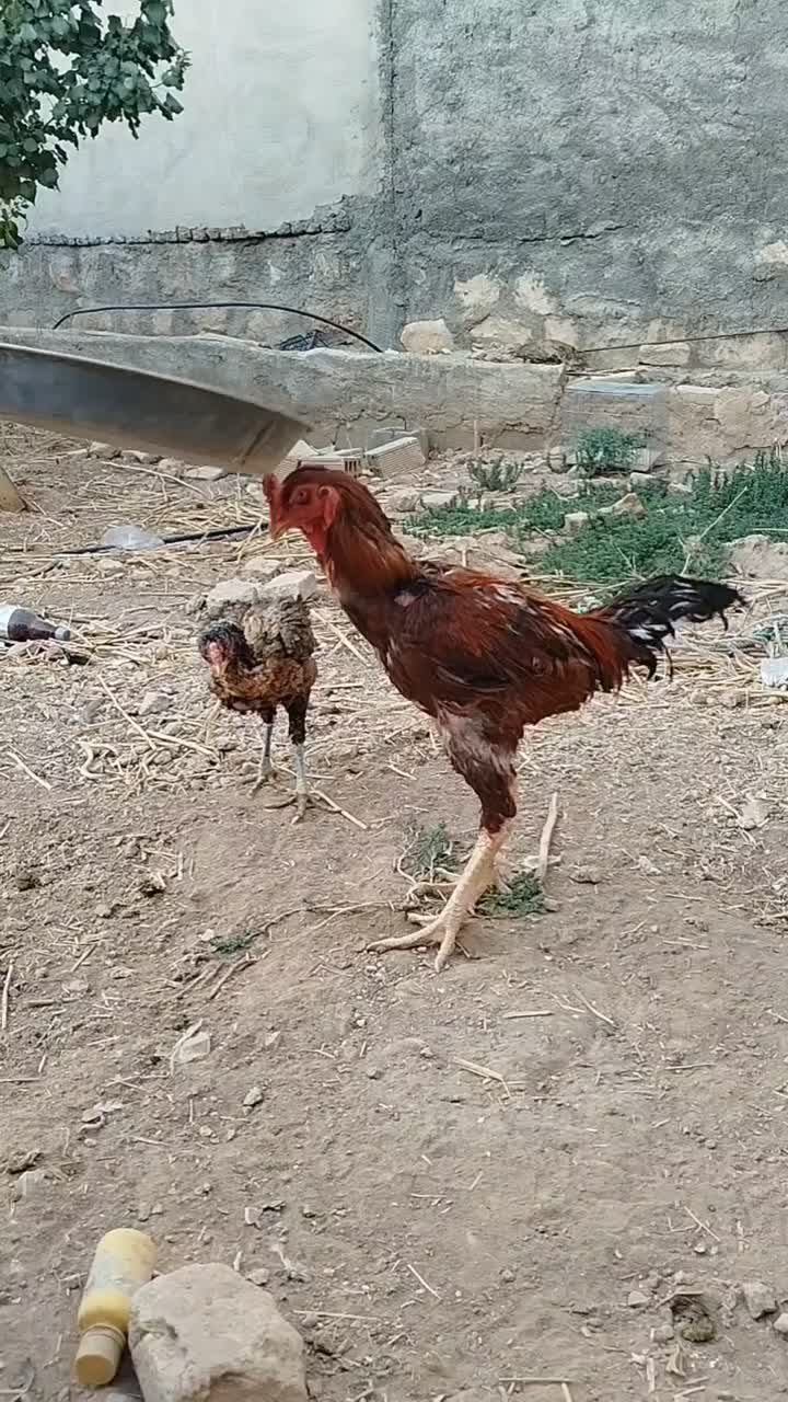 خروس|حیوانات مزرعه|کوهدشت, |دیوار