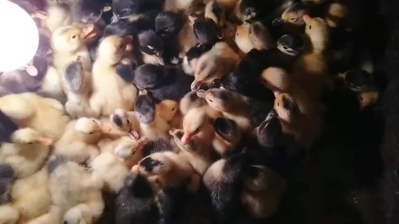 جوجه اردک|حیوانات مزرعه|آستارا, |دیوار