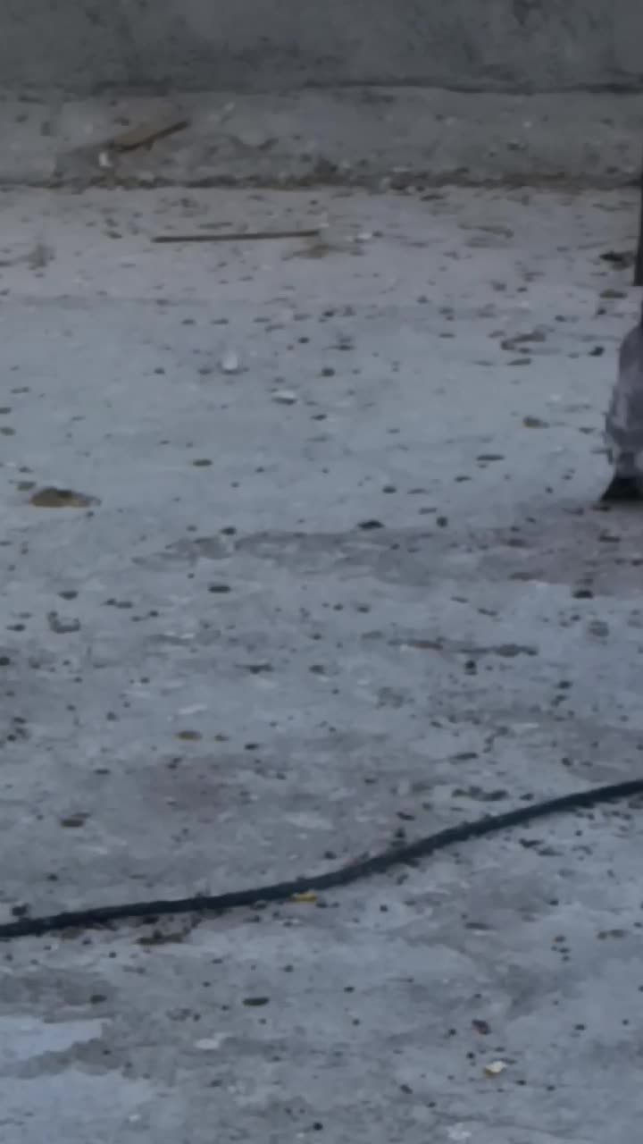 غوره ای پولکی نر|پرنده|زرین دشت (فارس), |دیوار