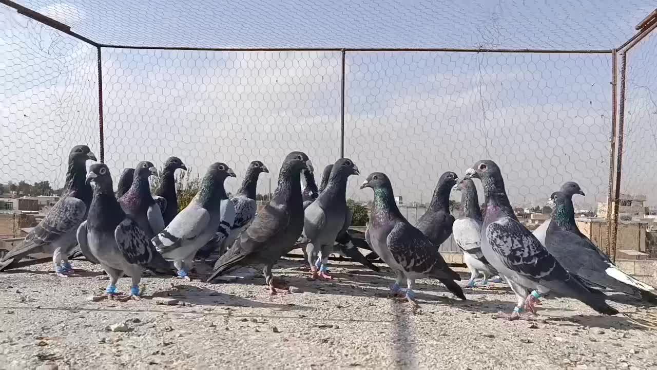 سبزوکوهی ونکی پلاکی|پرنده|شیراز, شیخ علی چوپان|دیوار