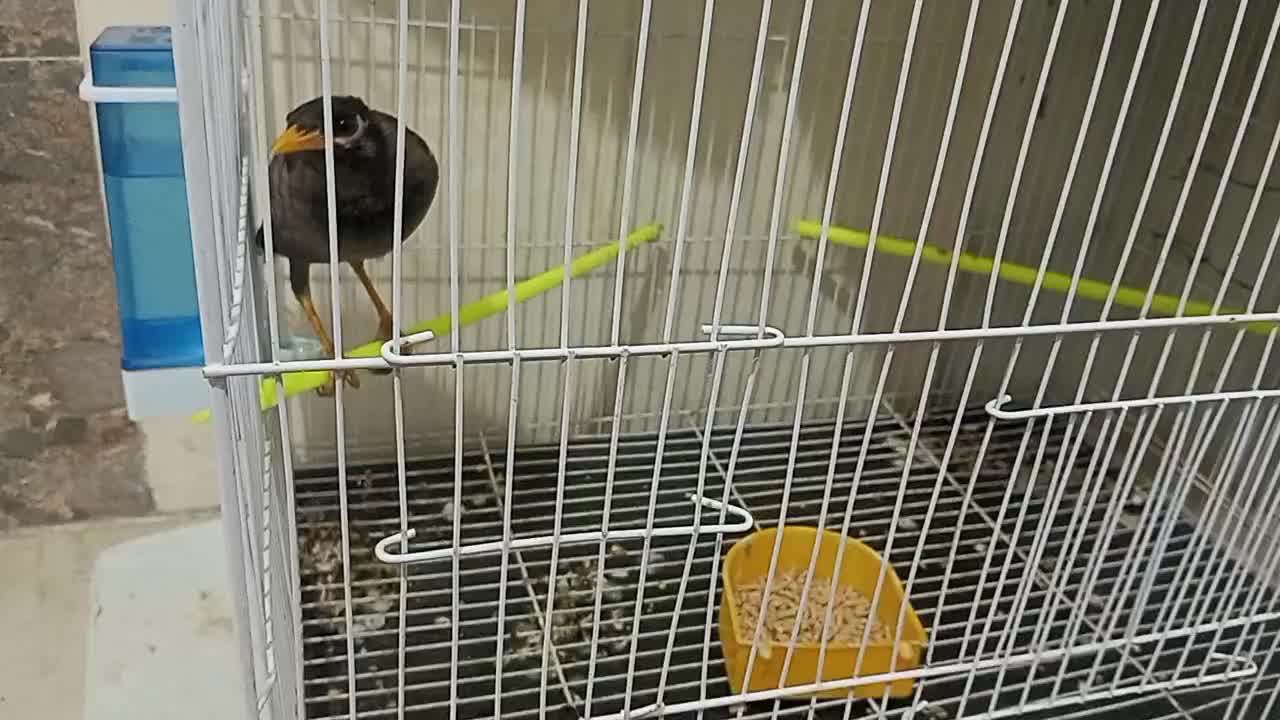 مرغ مینا اهلی|پرنده|زاهدان, |دیوار