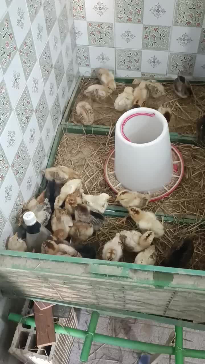 جوجه گلپایگان یک روزه بدون تلفات تضمینی|حیوانات مزرعه|ماسال, |دیوار