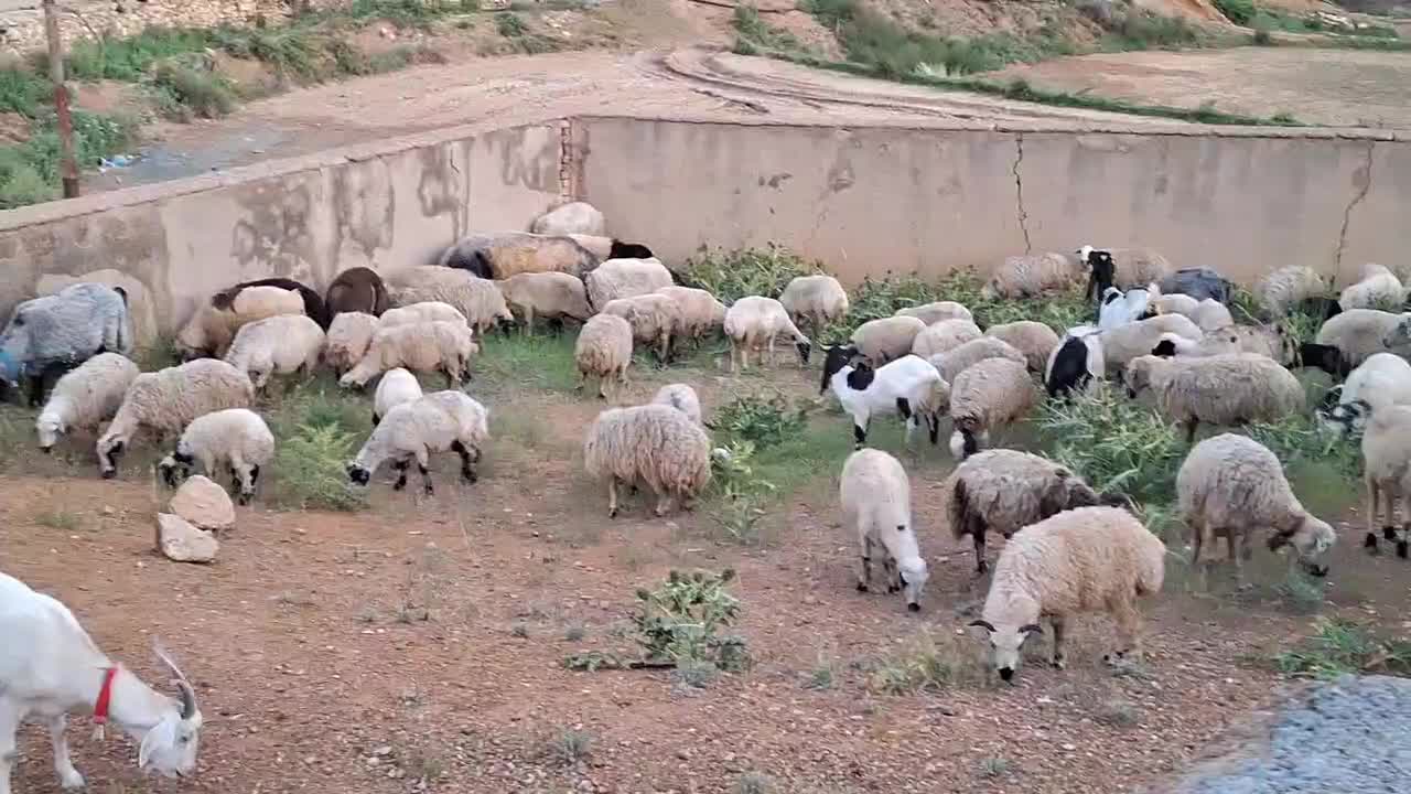 میش|حیوانات مزرعه|کامفیروز, |دیوار