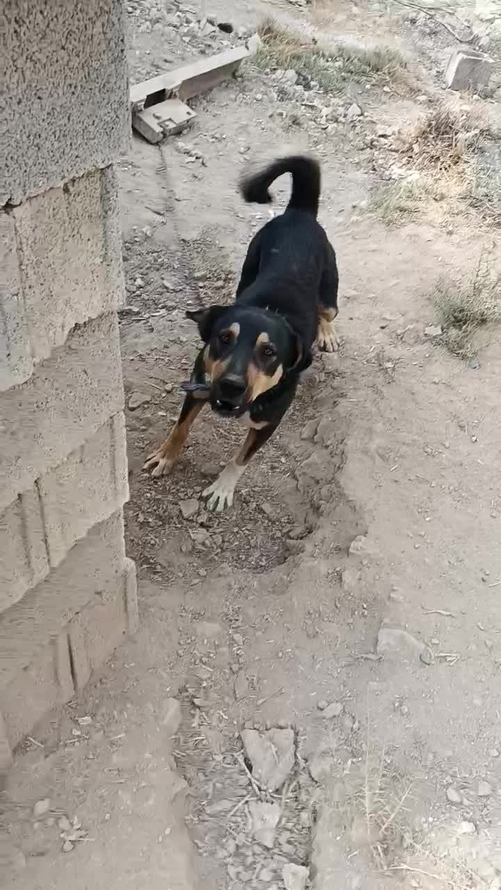 واگذاری سگ|سگ|شیراز, بید زرد|دیوار