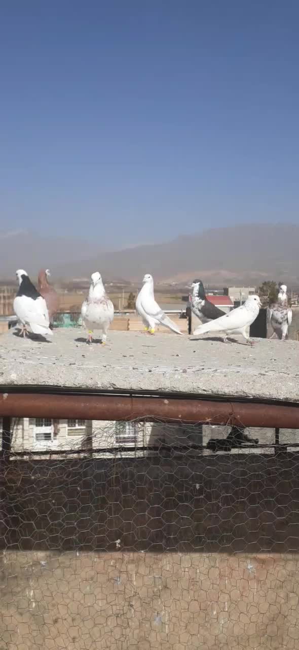 کفتر بم|پرنده|نیشابور, مازول|دیوار