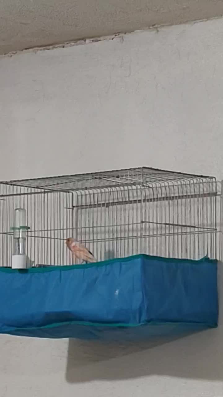 قناری شلاقی|پرنده|بندرعباس, |دیوار