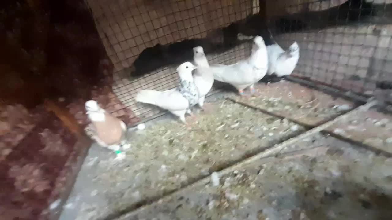 فروش 4عدد طوقی و یک عدد دمبی|پرنده|لامرد, |دیوار