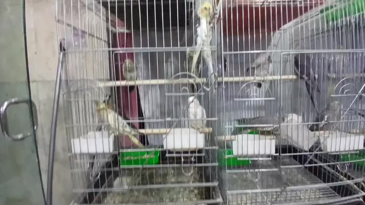 عروس هلندی همه مدل|پرنده|تهران, امام سجاد(ع)|دیوار