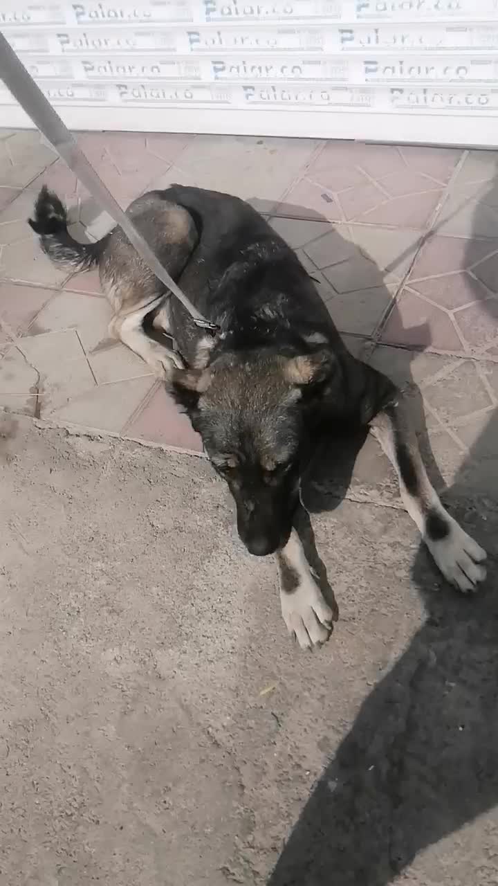 واگذاری یک قلاده سگ سراب نر|سگ|هشتگرد, فاز ۲ مهستان|دیوار