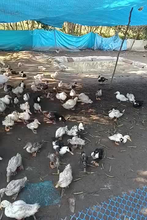 اردک چهارماهه پکنی|حیوانات مزرعه|شلمان, |دیوار