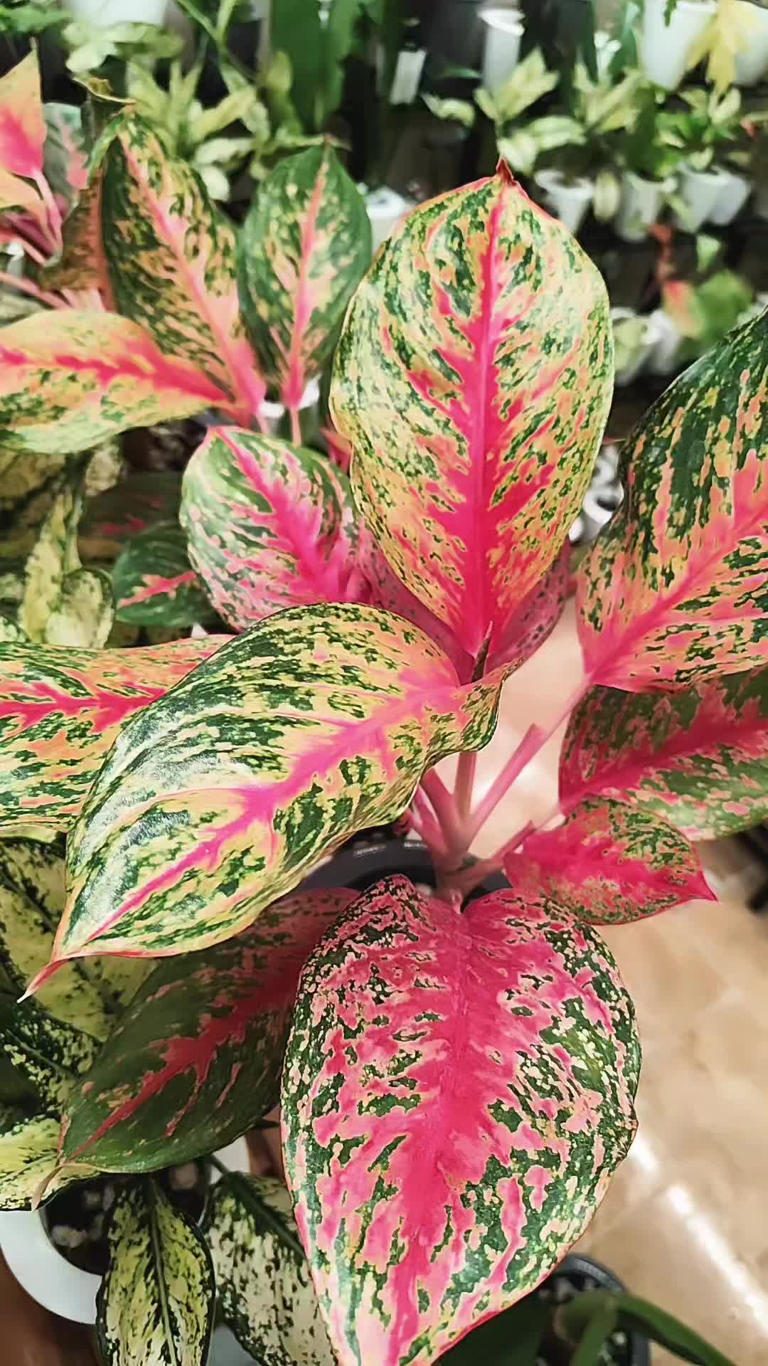 روشی نوین برای نگهداری گل های آپارتمانی|گل و گیاه طبیعی|گرگان, |دیوار