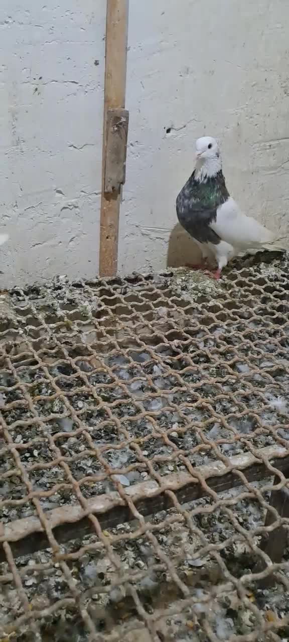 طوقی|پرنده|گنبد کاووس, |دیوار