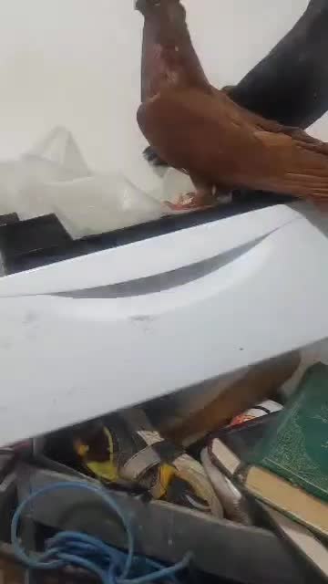 بی نظیر ماده و نره|پرنده|بازفت, |دیوار