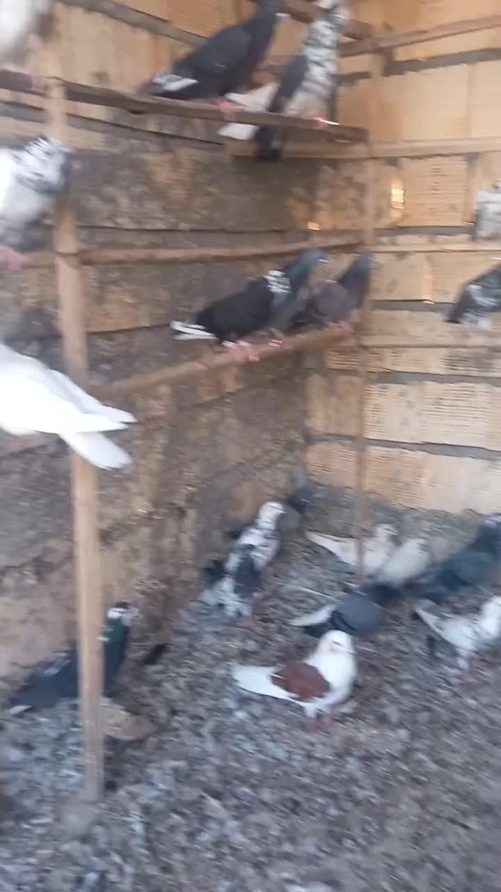 سلام دوستان کفتر چ ا ه س ت ان|پرنده|تخت, |دیوار