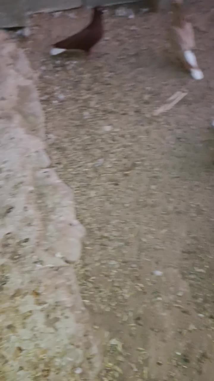 کوهی و سرخ دم سفید|پرنده|رامشیر, |دیوار