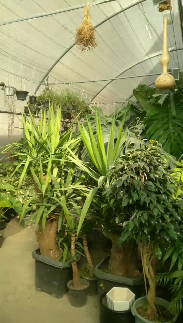 هدیه ی روز مادر رسید|گل و گیاه طبیعی|نیشابور, شهرک ولیعصر|دیوار