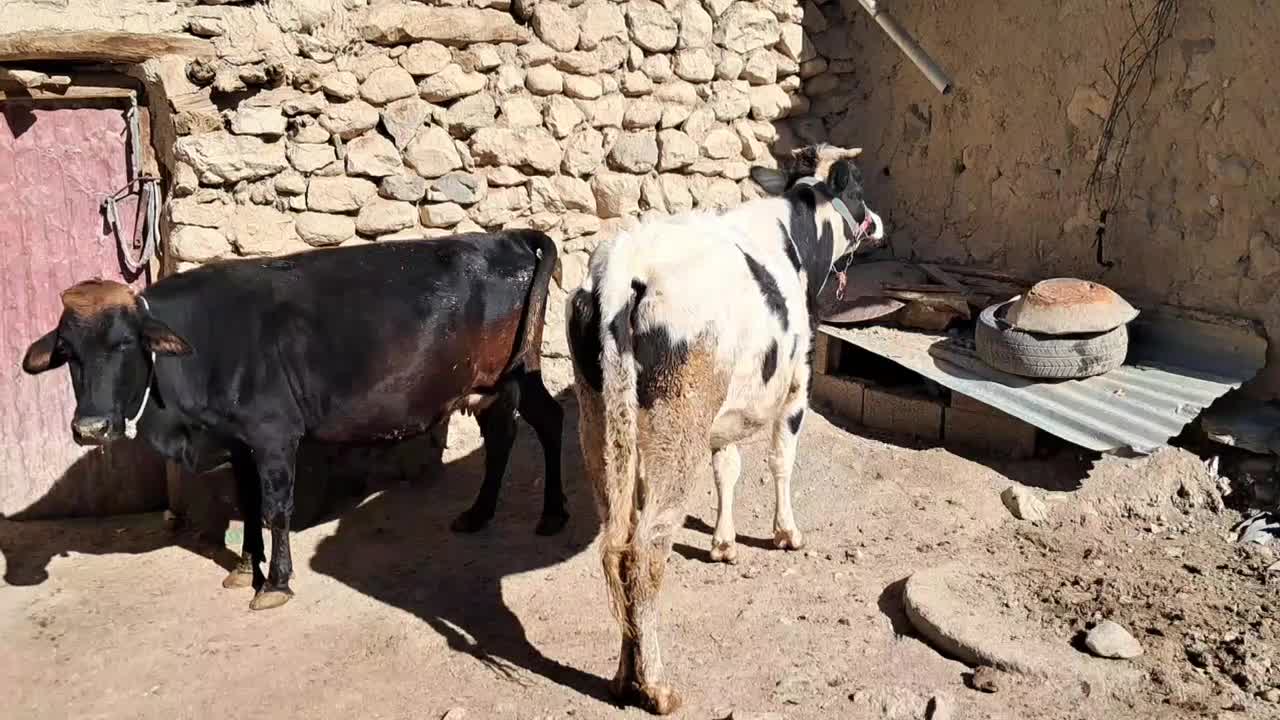 گاو (گوساله)|حیوانات مزرعه|مریوان, |دیوار