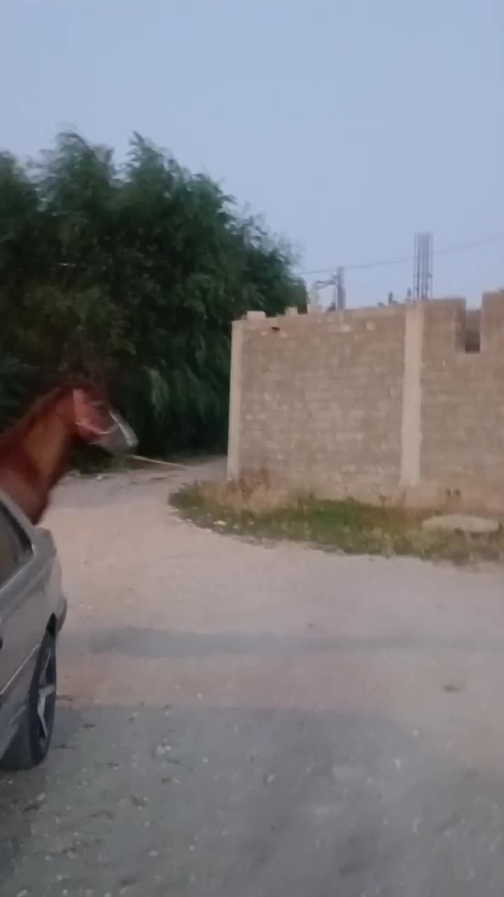 اسب نریون کره شاهرخ آصفی|اسب و تجهیزات اسبسواری|یاسوج, |دیوار