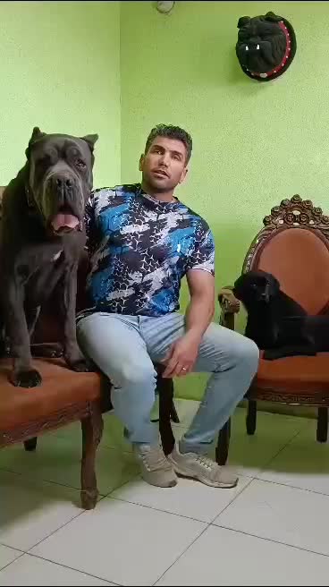 سگهای اشرافی و خاص کین کورسو CANCORSO|سگ|گرمدره, |دیوار