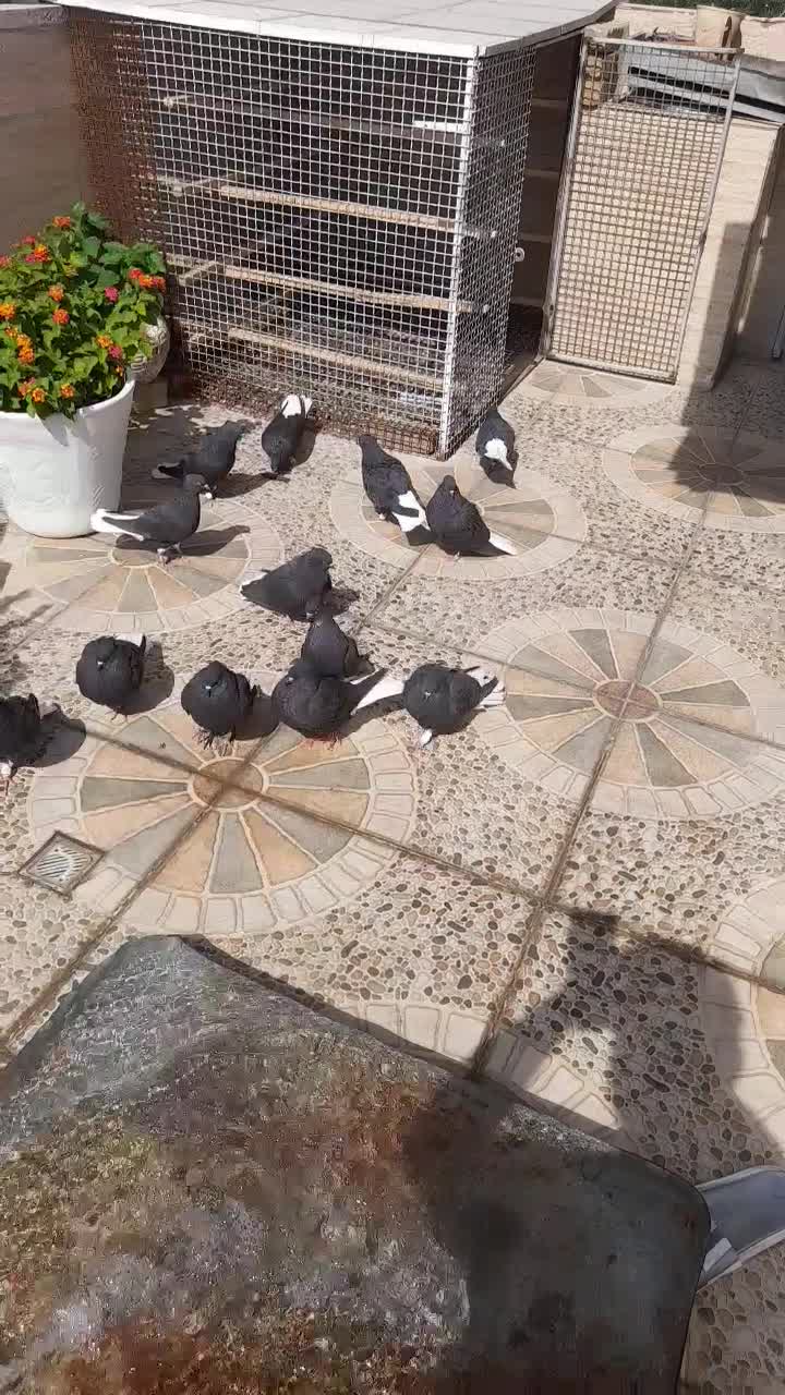 کبوتر زاغ دمسفید|پرنده|کرج, شاهینویلا|دیوار