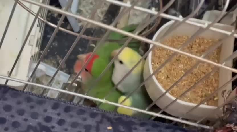 طوطی برزیلی ماده|پرنده|تهران, حافظیه|دیوار