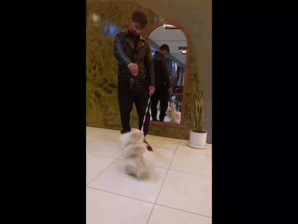 سگ بازیگوش و آپارتمانی پامرانین ،بولداگ|سگ|کاشمر, |دیوار