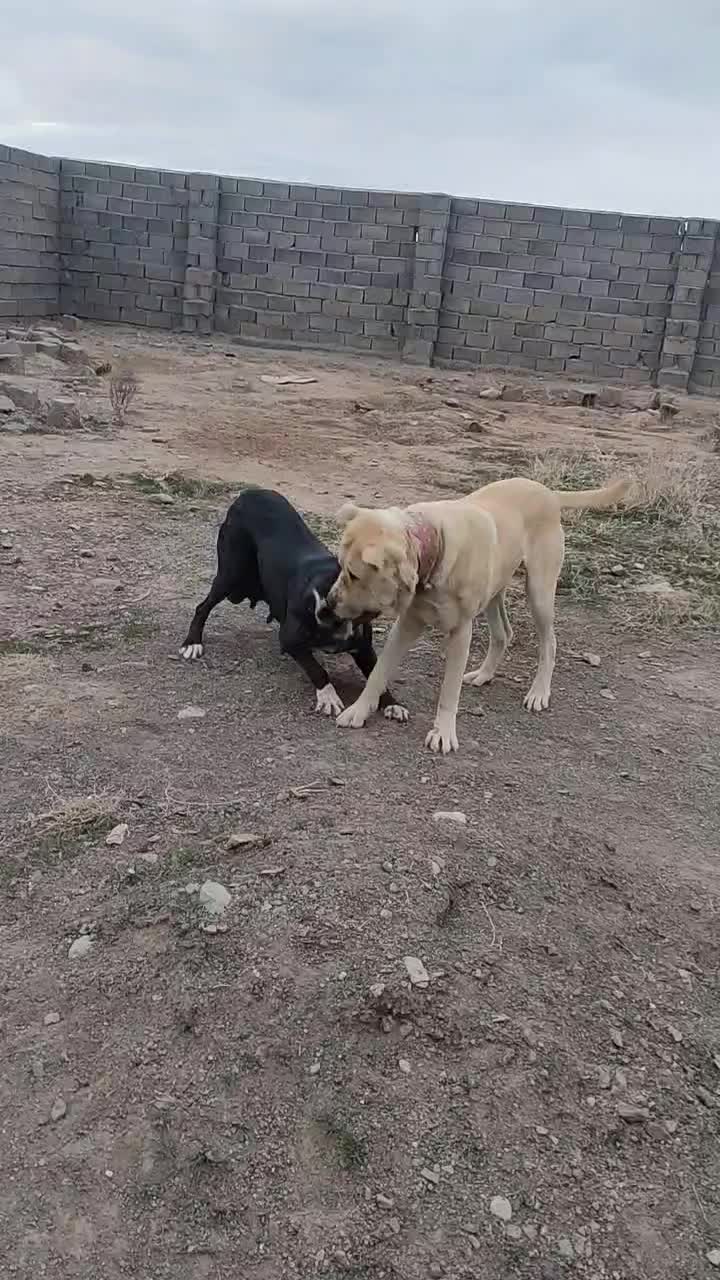 سگ گمشده|حیوانات|بوژگان, |دیوار