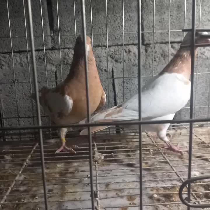 کارل پلاکی|پرنده|وحدتیه, |دیوار