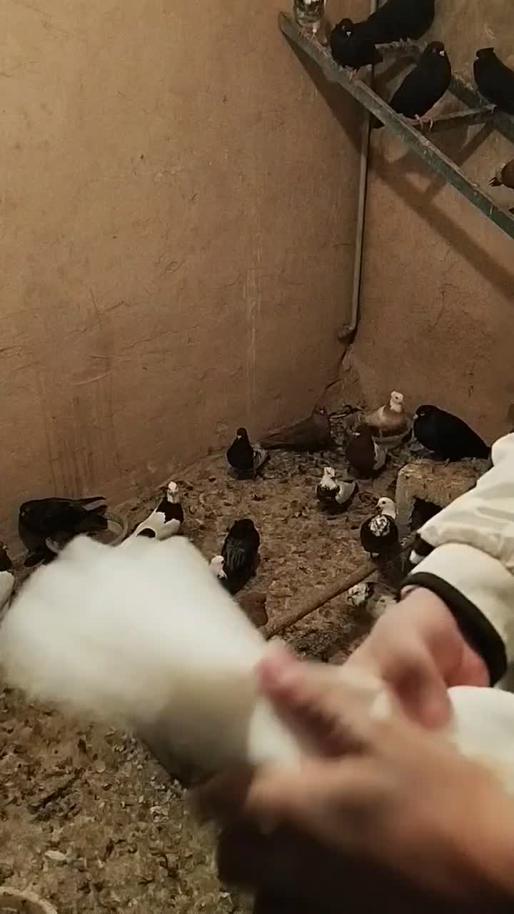 کبوتر طوقی|پرنده|بیجار, |دیوار