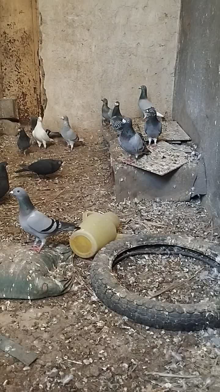 بیست تا نر پلاکی|پرنده|برازجان, |دیوار