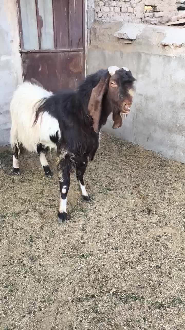 یک عدد نربز پاکستانی|حیوانات مزرعه|اسلامشهر, شهرک واوان|دیوار