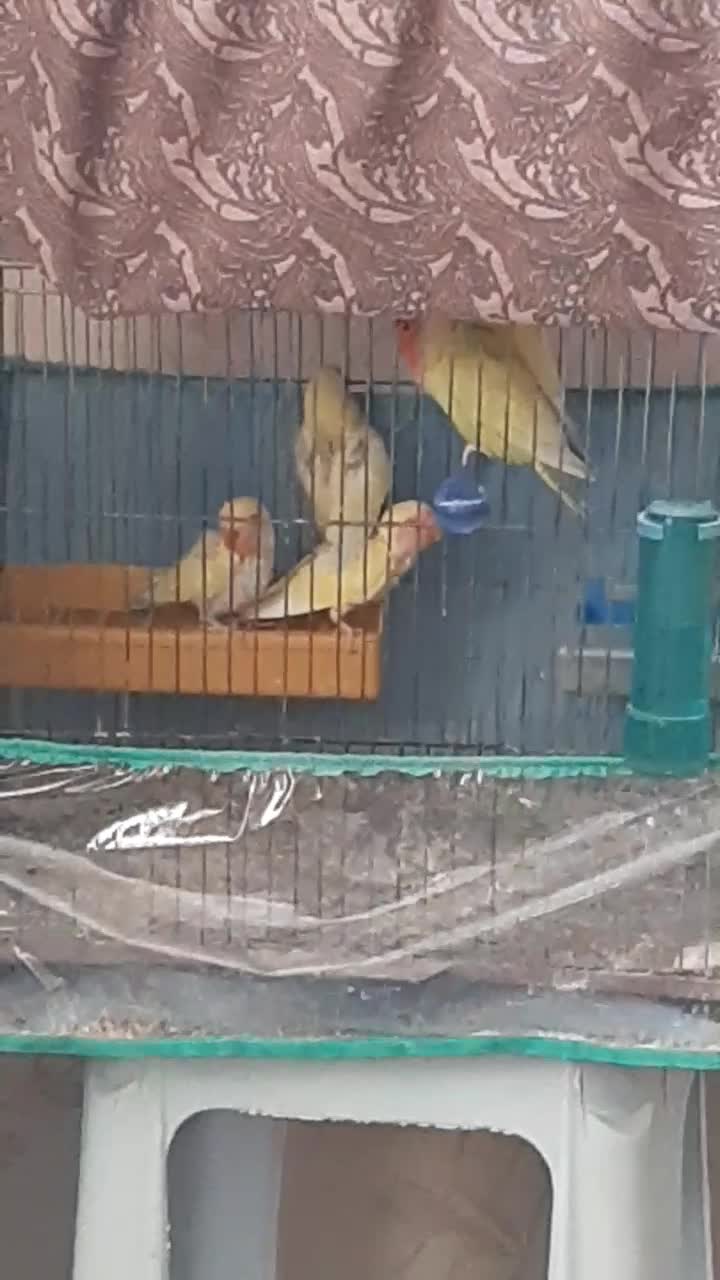 یک جفت کوتوله برزیلی مولد کار داده|پرنده|شیراز, شهرک گلستان|دیوار