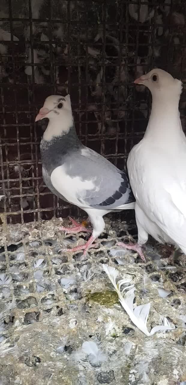 جوجه پلاکی درجه یک|پرنده|دزفول, |دیوار