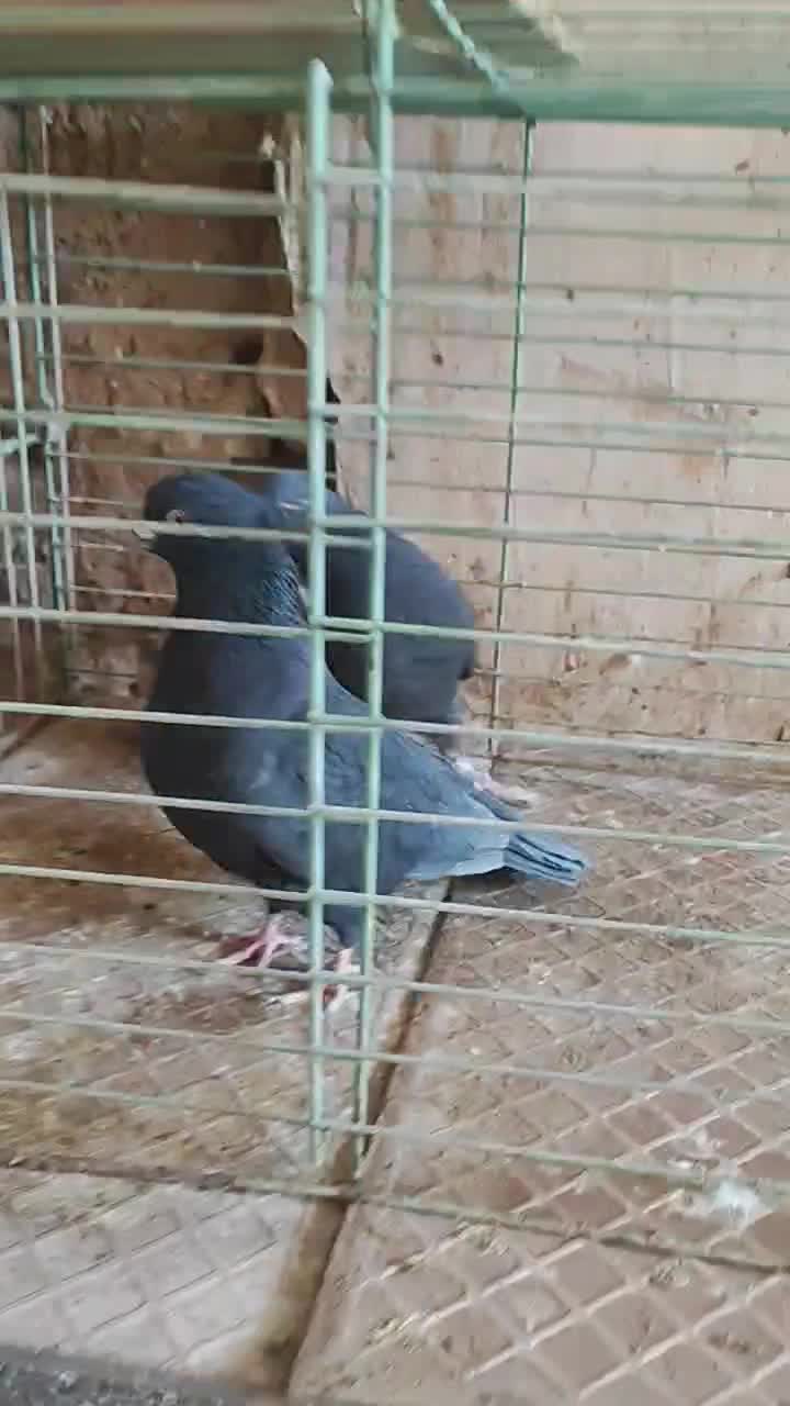 کفترپرشی ساعت سنگین|پرنده|یزد, |دیوار