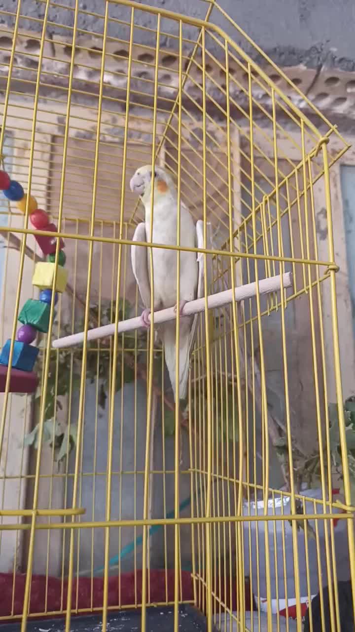 عروسی هلندی|پرنده|شادگان, |دیوار