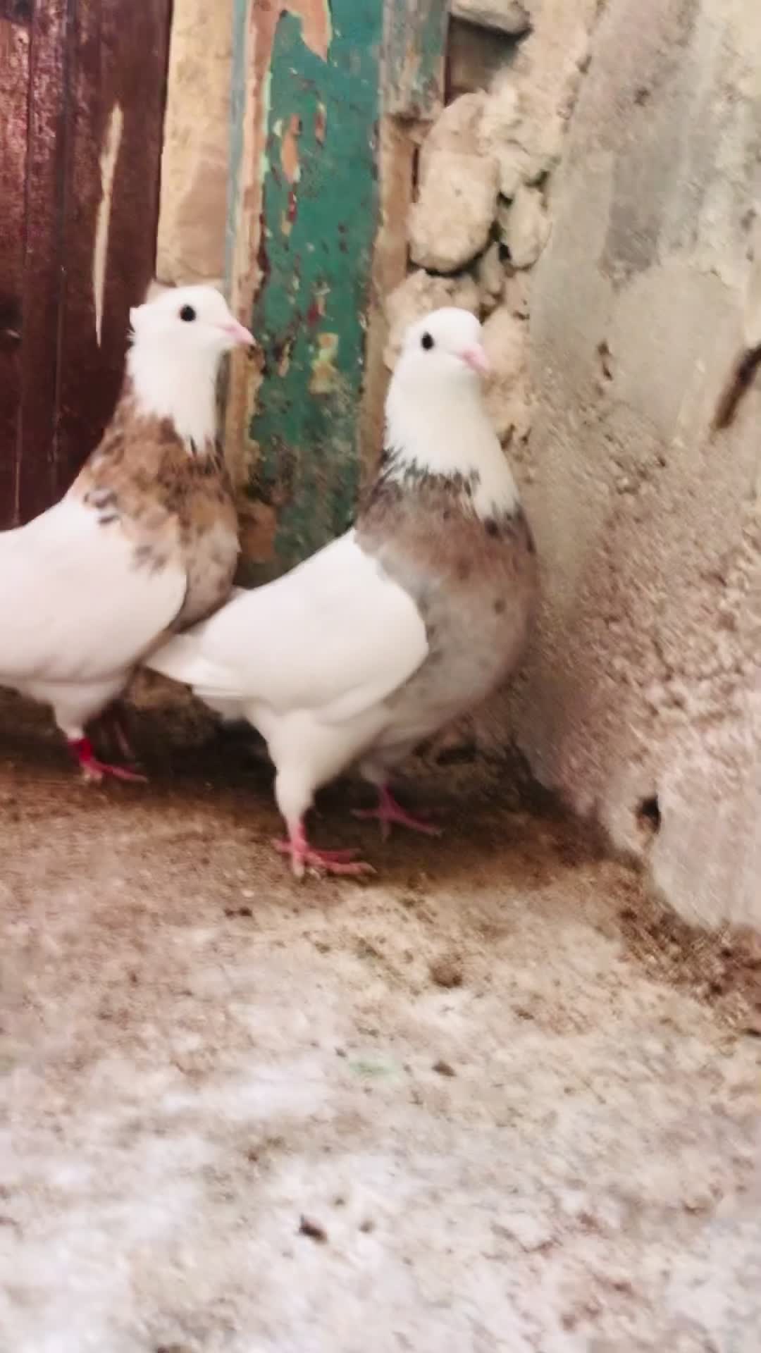 کبوتر|حیوانات|بجنورد, |دیوار