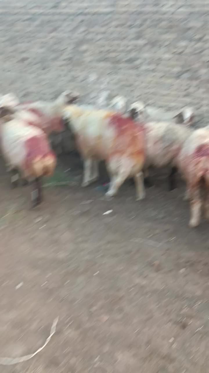 31میش داشتی جوان|حیوانات مزرعه|سبزوار, قصبه شرقی|دیوار