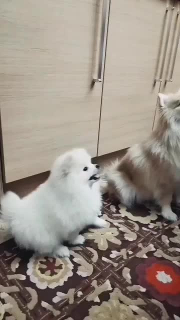 سگ پامر فروش فوری ب دلیل مهاجرت|سگ|گرگان, |دیوار