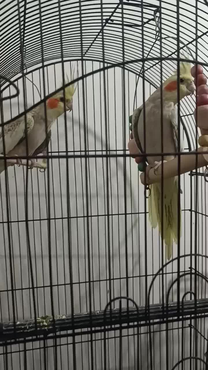 پرنده عروس هلندی طوطی مرغ عشق|پرنده|مشکیندشت, |دیوار