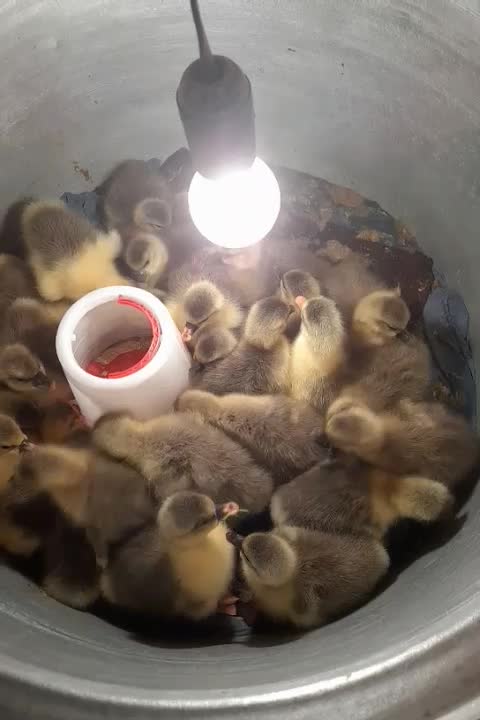 جوجه غاز محلی و دورگه|حیوانات مزرعه|آمل, |دیوار